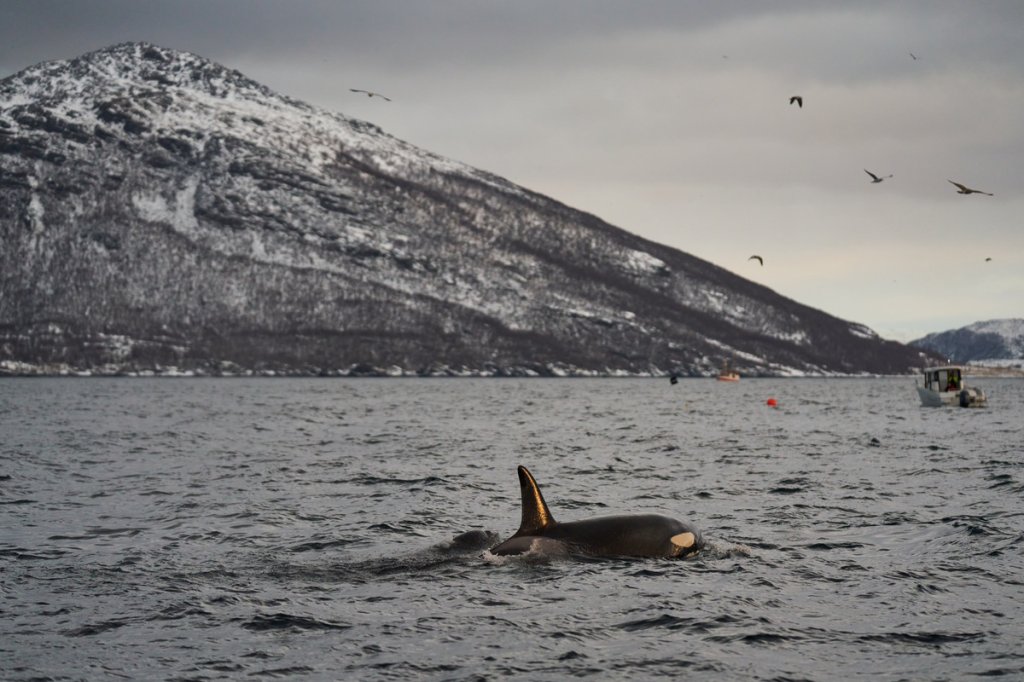 Orca, Skjervøy